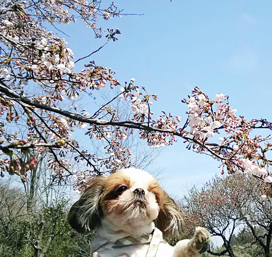 神奈川に近い東京町田のブリーダーKAKOの愛犬自慢