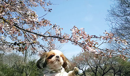 神奈川に近い東京町田のブリーダーKAKOの愛犬自慢　すももちゃん
