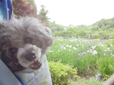 神奈川に近い東京町田のブリーダーKAKOの愛犬自慢　コスモちゃん