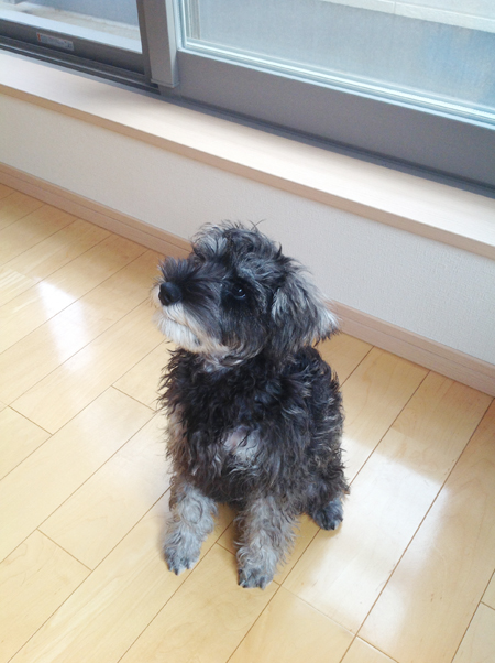 神奈川に近い東京町田のブリーダーKAKOの愛犬自慢ルルちゃん