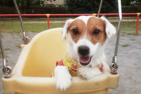 神奈川に近い東京町田のブリーダーKAKOの愛犬自慢 風和璃(ふわり)くん