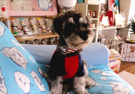 神奈川に近い東京町田のブリーダーKAKOの愛犬自慢 風香ちゃん