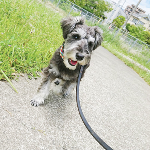神奈川に近い東京町田のブリーダーKAKOの愛犬自慢　モノくん