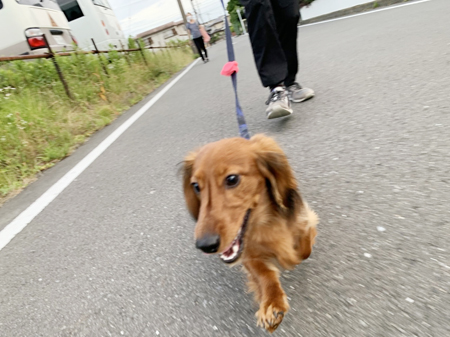 神奈川に近い東京町田のブリーダーKAKOの愛犬自慢　小豆くん