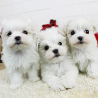 神奈川に近い東京町田のブリーダーKAKOで生まれた子犬マルチーズ
