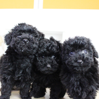 神奈川に近い東京町田のブリーダーKAKOで生まれた子犬トイプードル