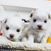神奈川に近い東京町田のブリーダーKAKOで生まれた子犬マルチーズ