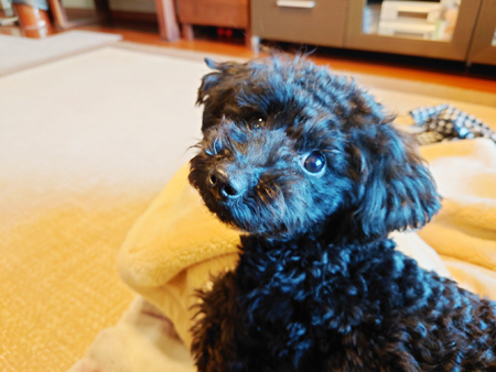 23愛犬自慢