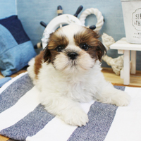 神奈川に近い東京町田のブリーダーKAKOで生まれた子犬シーズー