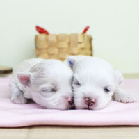 神奈川に近い東京町田のブリーダーKAKOで生まれた子犬マルチーズ