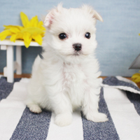 神奈川に近い東京町田のブリーダーKAKOで生まれた子犬マルチーズ