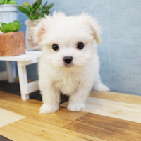 神奈川に近い東京町田のブリーダーKAKOで生まれた子犬マルチーズ