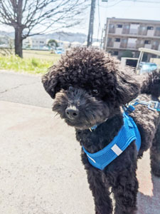 神奈川に近い東京町田のブリーダーKAKOの愛犬自慢　ネロくん