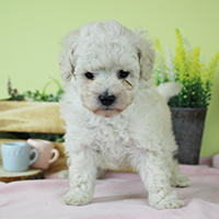 神奈川に近い東京町田のブリーダーKAKOで生まれた子犬トイプードル