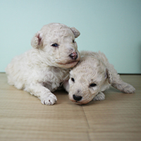 神奈川に近い東京町田のブリーダーKAKOで生まれた子犬トイプードル