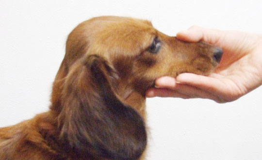 犬のトレーニング マズルコントロール 編