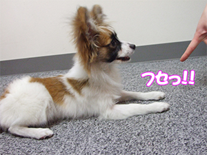 犬のトレーニング0編ブリーダーペットショップKAKO