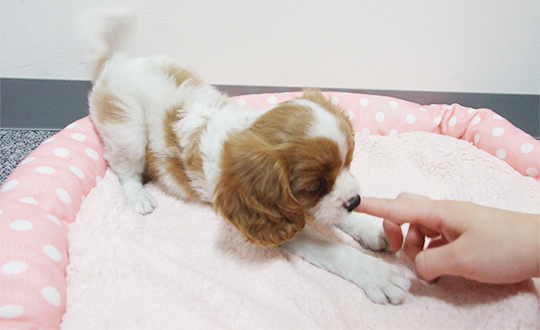 犬のトレーニング永久歯に生え変わるまでに行う噛みつき防止編ブリーダーペットショップKAKO