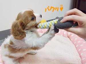 犬のトレーニング噛みつき防止のトレーニング方法編ブリーダーペットショップKAKO