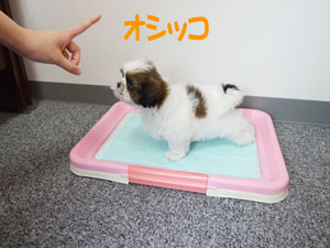 犬のトレーニングトイレトレーニング 編ブリーダーペットショップKAKO