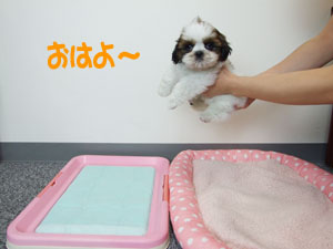 犬のトレーニングトイレトレーニング 編ブリーダーペットショップKAKO