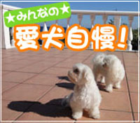 神奈川に近い東京町田のブリーダーペットショップKAKOの愛犬自慢