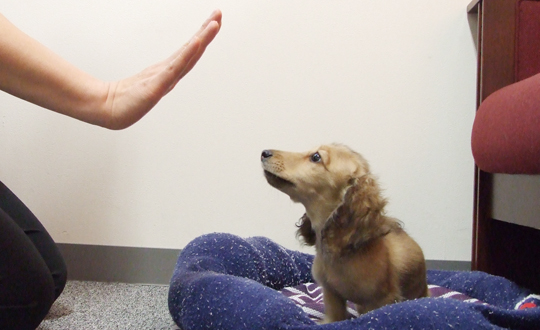 犬のトレーニング「おすわり」「フセ（伏せ）」の姿勢から移行できる「マテ（待て）」をマスター編ブリーダーペットショップKAKO